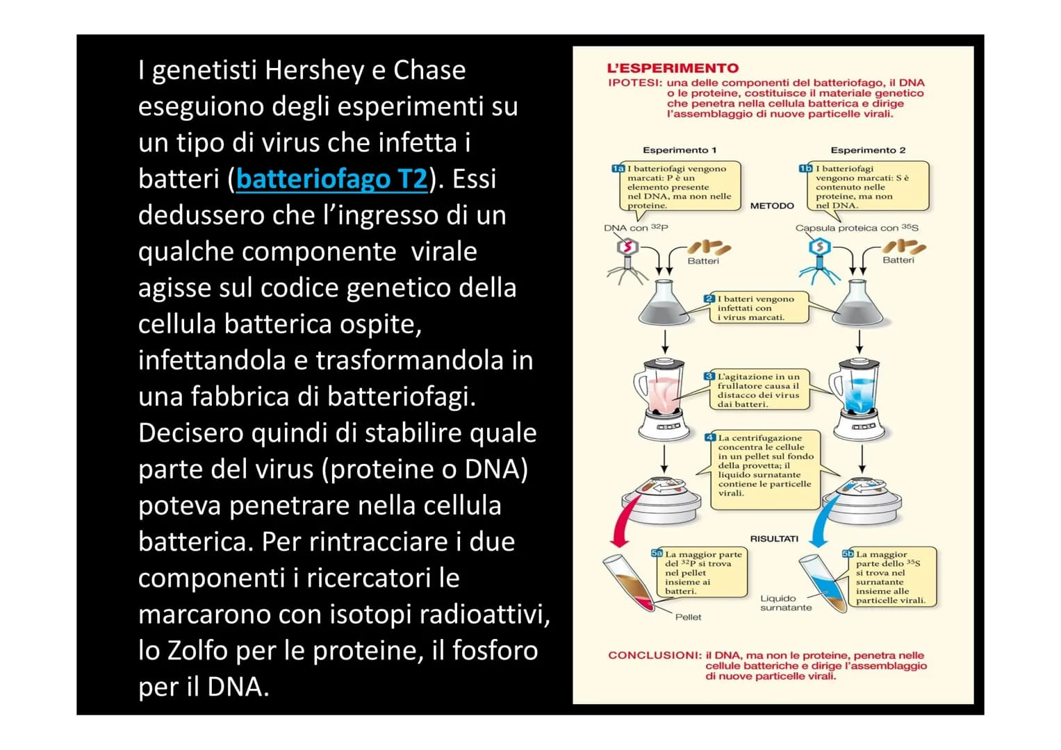 IL DNA
e
IL LINGUAGGIO DELLA VITA
H-C
V
aderne
N
deoxyribose
quanine O
The CO₂H
La biologia moderna ha avuto origine con la
scoperta della s