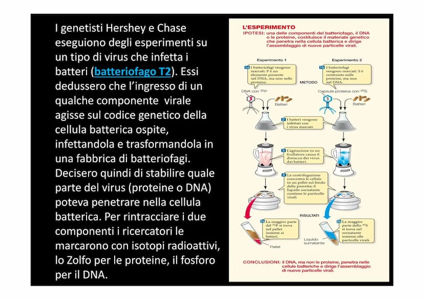 IL DNA
e
IL LINGUAGGIO DELLA VITA
H-C
V
aderne
N
deoxyribose
quanine O
The CO₂H
La biologia moderna ha avuto origine con la
scoperta della s