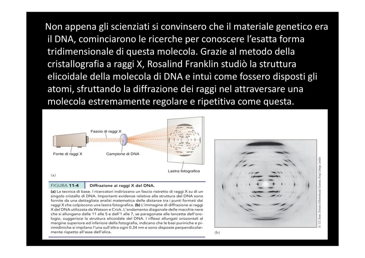 IL DNA
e
IL LINGUAGGIO DELLA VITA
H-C
V
aderne
N
deoxyribose
quanine O
The CO₂H
La biologia moderna ha avuto origine con la
scoperta della s