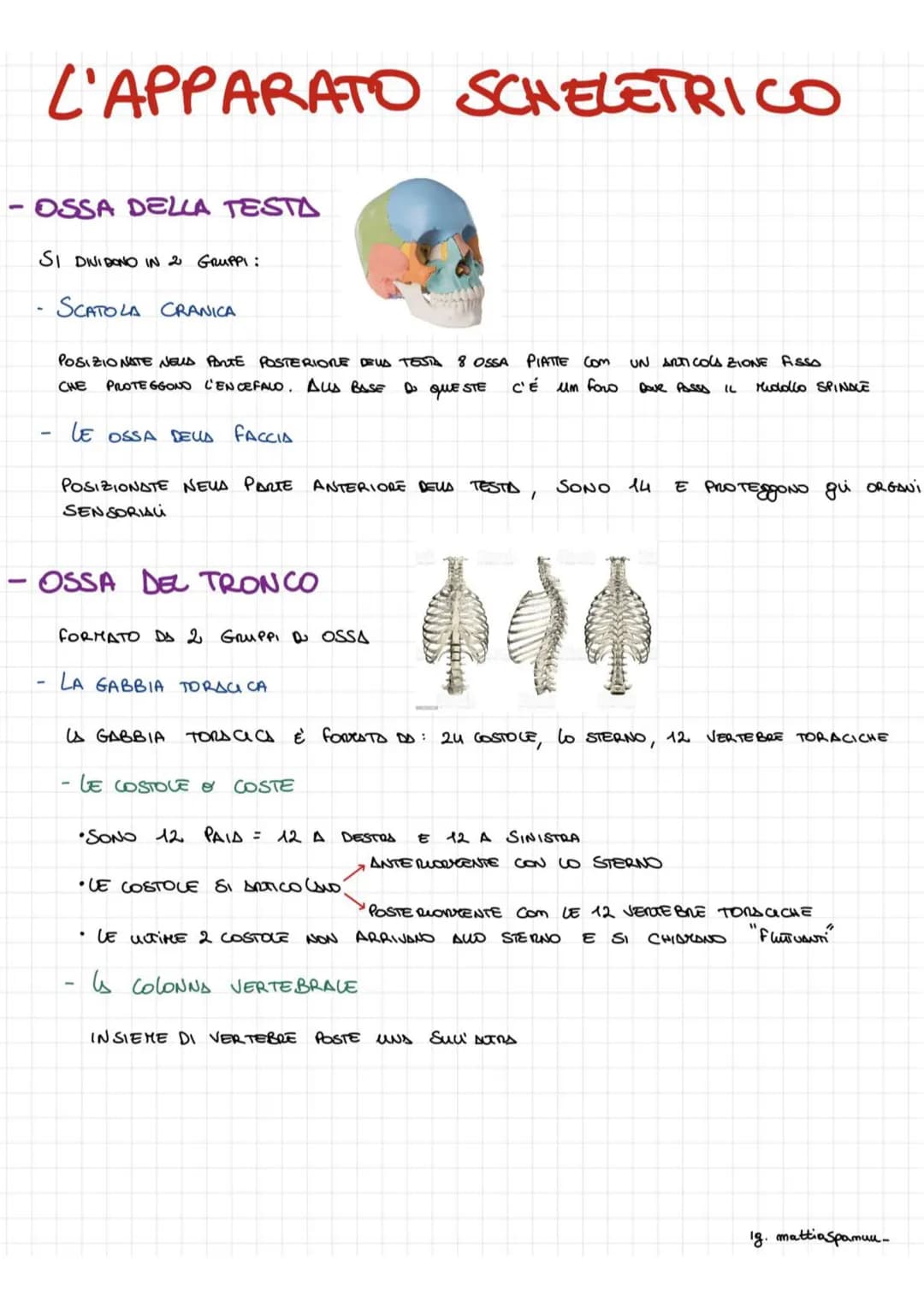 L'APPARATO SCHELETRICO
-OSSA DELLA TESTA
SI DIVIDONO IN 2 GRUPPI:
SCATOLA CRANICA
POSIZIONATE NEWS PARTE POSTERIORE DEUS TESTA 8 OSSA
CHE PR