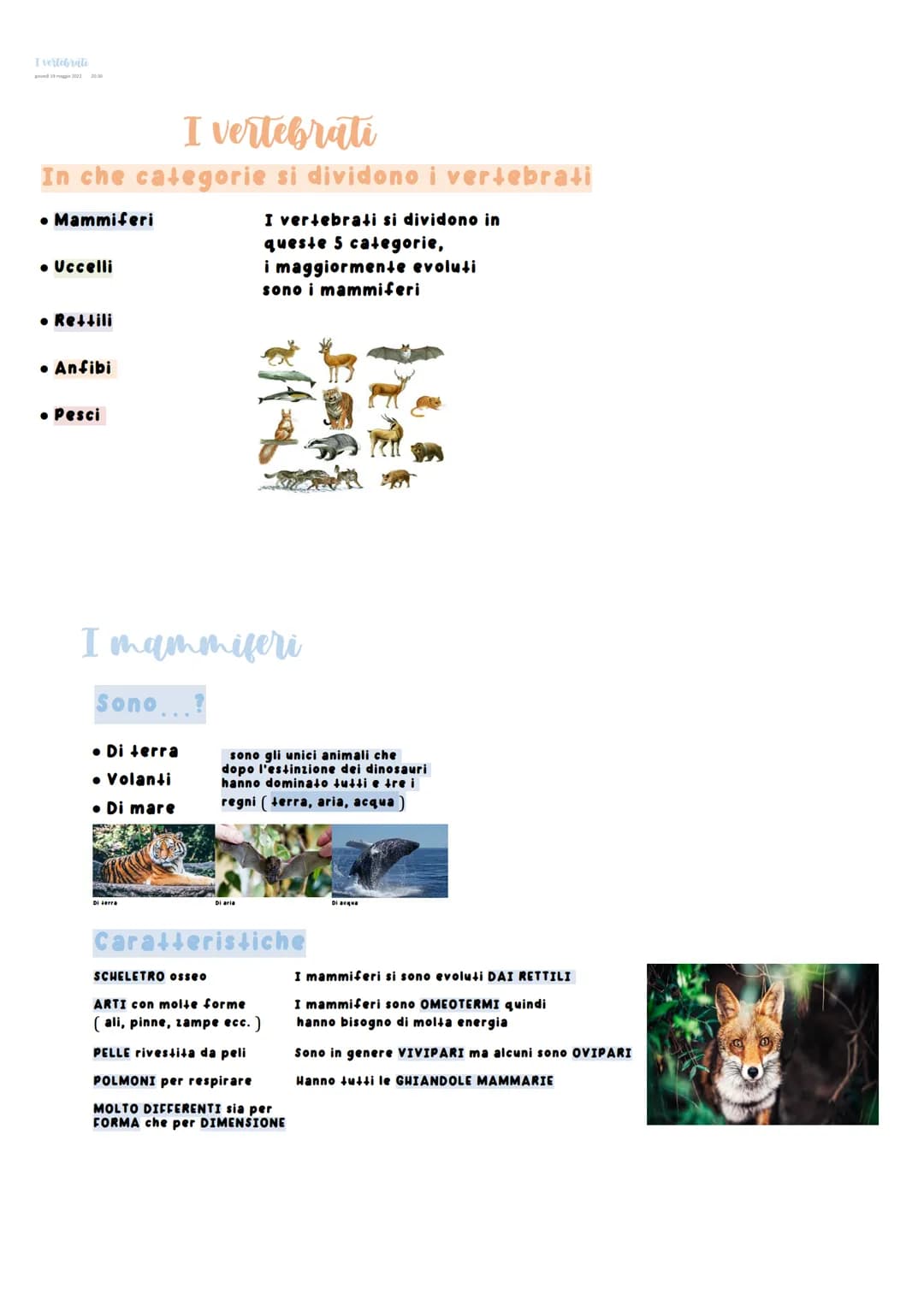 I vertebrate
povedi 19 m 2022 20:30
I vertebrati
In che categorie si dividono i vertebrati
• Mammiferi
• Uccelli
• Rettili
• Anfibi
• Pesci
