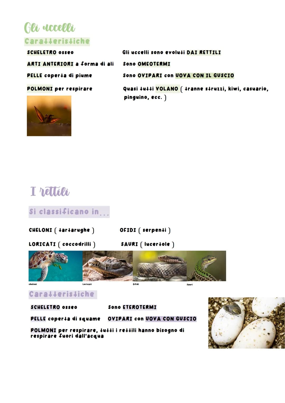 I vertebrate
povedi 19 m 2022 20:30
I vertebrati
In che categorie si dividono i vertebrati
• Mammiferi
• Uccelli
• Rettili
• Anfibi
• Pesci
