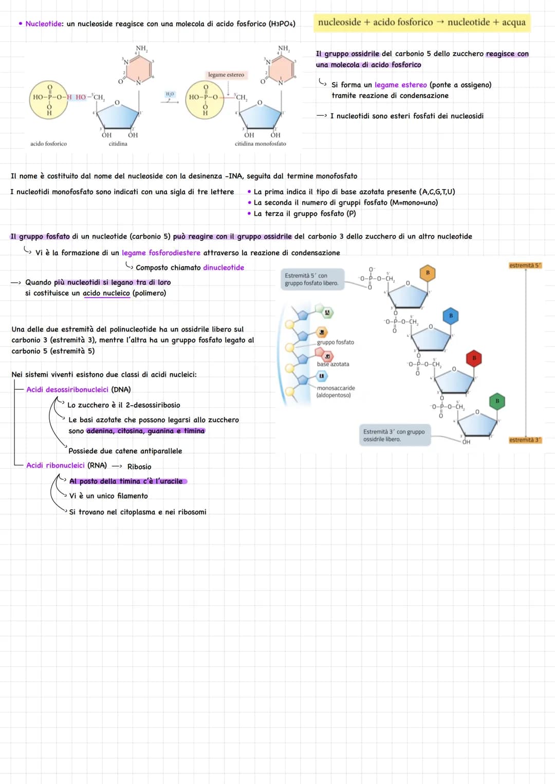 # Nucleotidi e acidi nucleici

NUCLEOTIDI

*   Monomeri degli acidi nucleici

Sono costituiti dall'unione di tre molecole appartenenti a cla