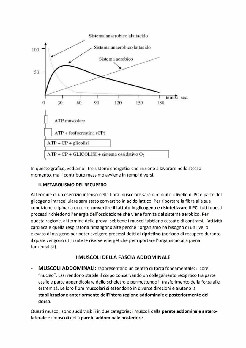 SISTEMA MUSCOLARE
L'azione caratteristica del muscolo, che è la parte contrattile dell'apparato locomotore, è la
contrazione. Il risultato p