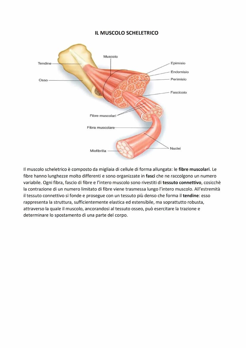 SISTEMA MUSCOLARE
L'azione caratteristica del muscolo, che è la parte contrattile dell'apparato locomotore, è la
contrazione. Il risultato p
