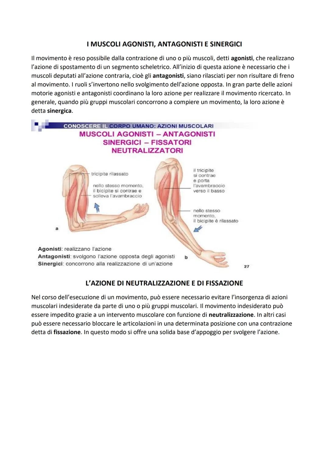 SISTEMA MUSCOLARE
L'azione caratteristica del muscolo, che è la parte contrattile dell'apparato locomotore, è la
contrazione. Il risultato p