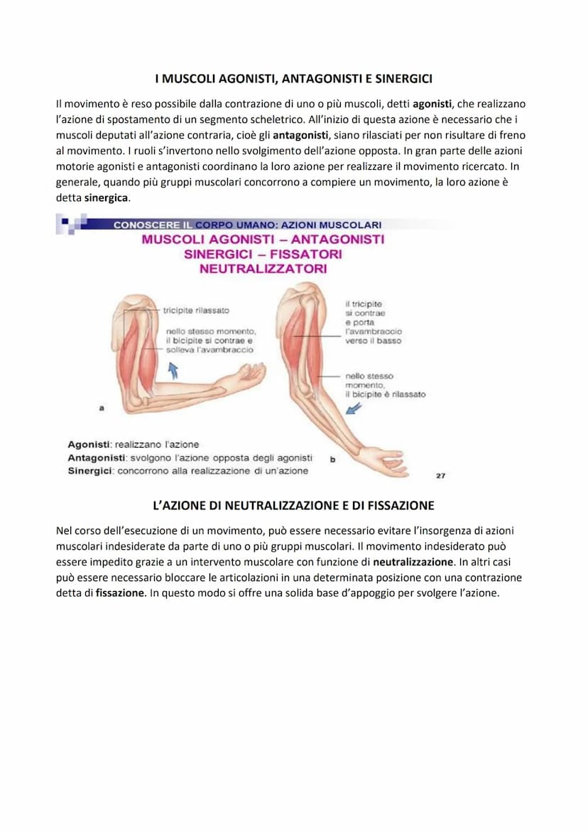 SISTEMA MUSCOLARE
L'azione caratteristica del muscolo, che è la parte contrattile dell'apparato locomotore, è la
contrazione. Il risultato p