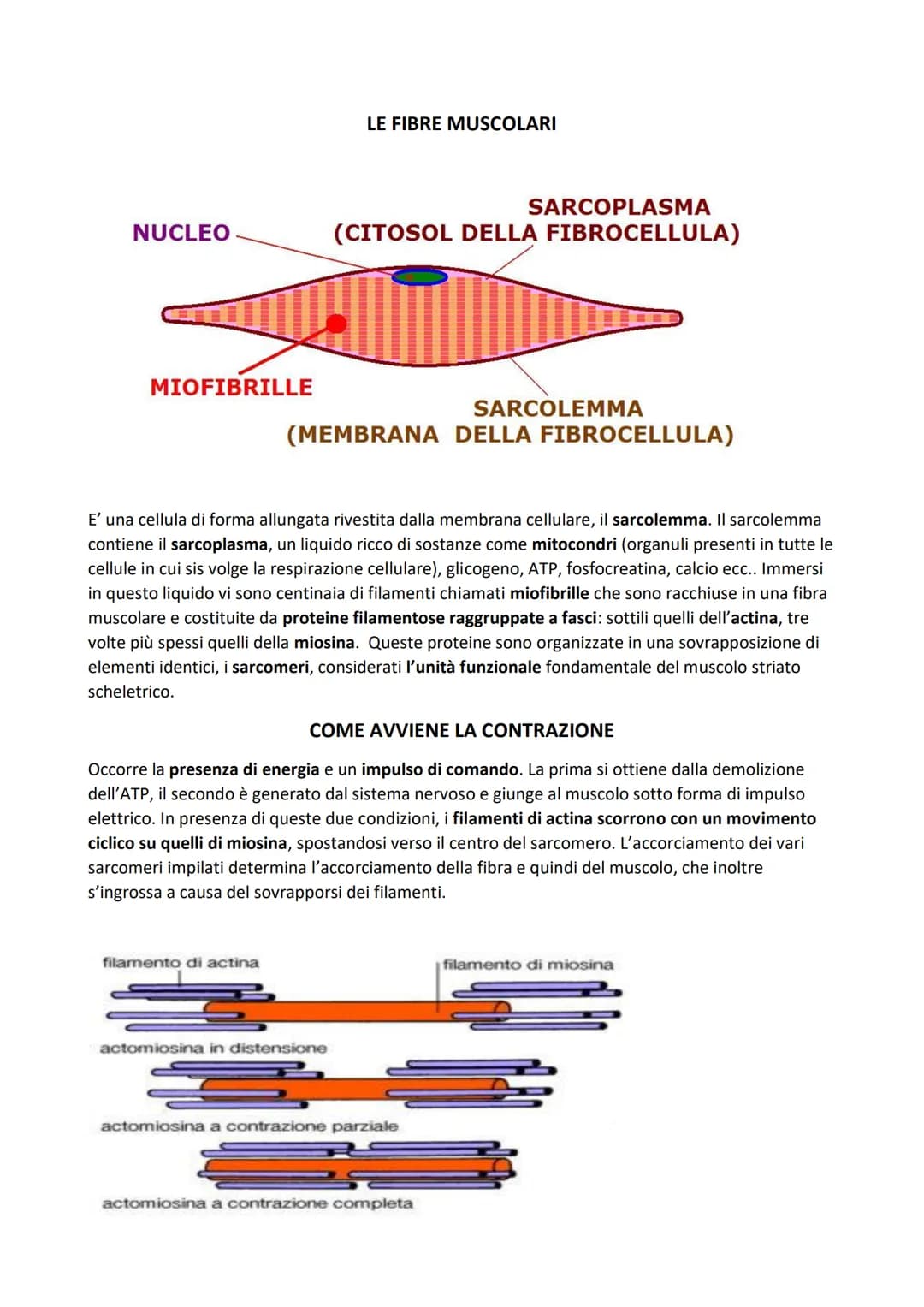 SISTEMA MUSCOLARE
L'azione caratteristica del muscolo, che è la parte contrattile dell'apparato locomotore, è la
contrazione. Il risultato p