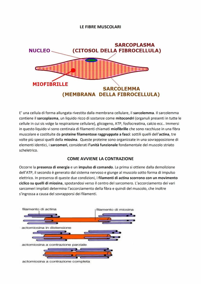 SISTEMA MUSCOLARE
L'azione caratteristica del muscolo, che è la parte contrattile dell'apparato locomotore, è la
contrazione. Il risultato p