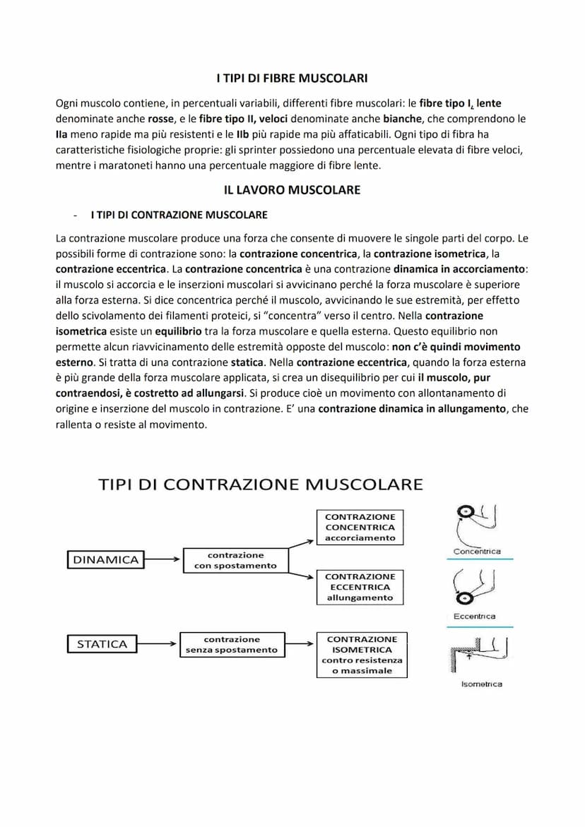 SISTEMA MUSCOLARE
L'azione caratteristica del muscolo, che è la parte contrattile dell'apparato locomotore, è la
contrazione. Il risultato p