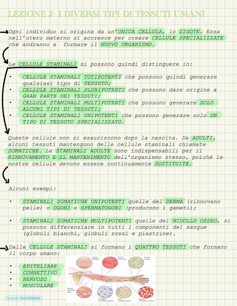 LEZIONE 1- L'ANATOMIA FORMA DEI VIVENTI
COS'È L'ANATOMIA?
L'anatomia è la scienza che studia l'interno del corpo. I primi
studi ANATOMICI po