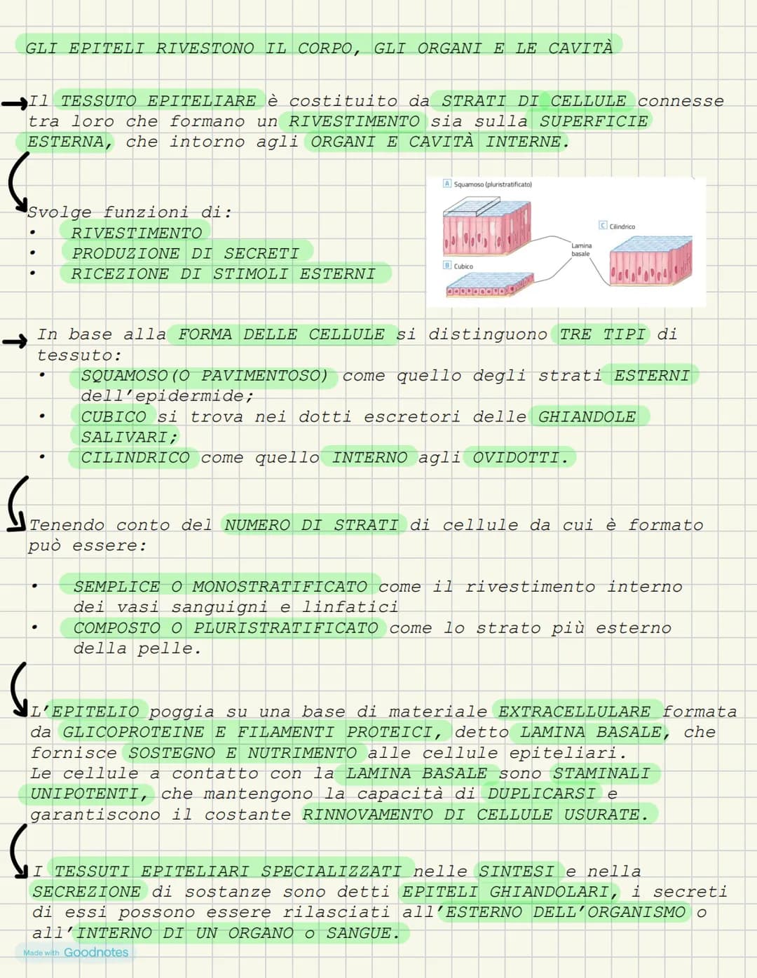 LEZIONE 1- L'ANATOMIA FORMA DEI VIVENTI
COS'È L'ANATOMIA?
L'anatomia è la scienza che studia l'interno del corpo. I primi
studi ANATOMICI po