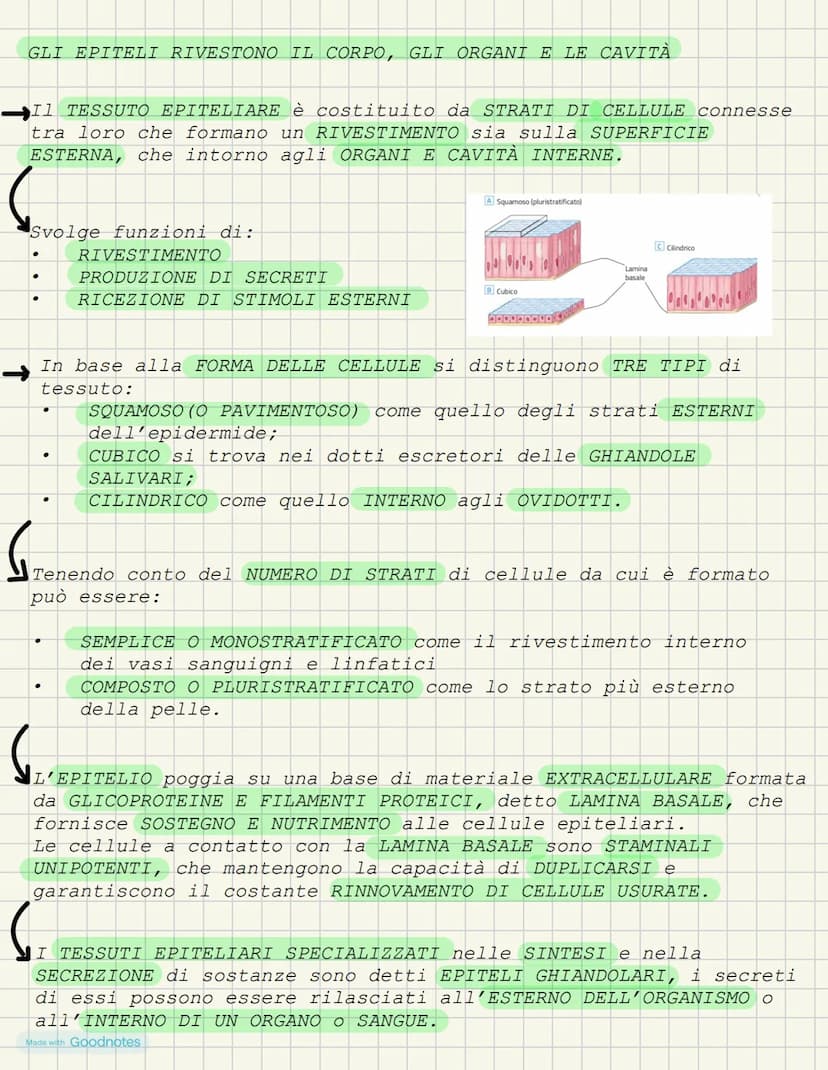 LEZIONE 1- L'ANATOMIA FORMA DEI VIVENTI
COS'È L'ANATOMIA?
L'anatomia è la scienza che studia l'interno del corpo. I primi
studi ANATOMICI po