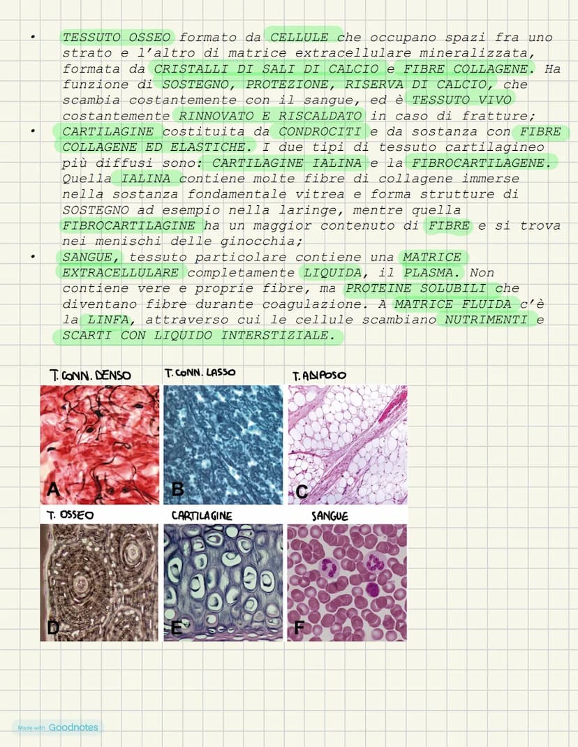 LEZIONE 1- L'ANATOMIA FORMA DEI VIVENTI
COS'È L'ANATOMIA?
L'anatomia è la scienza che studia l'interno del corpo. I primi
studi ANATOMICI po