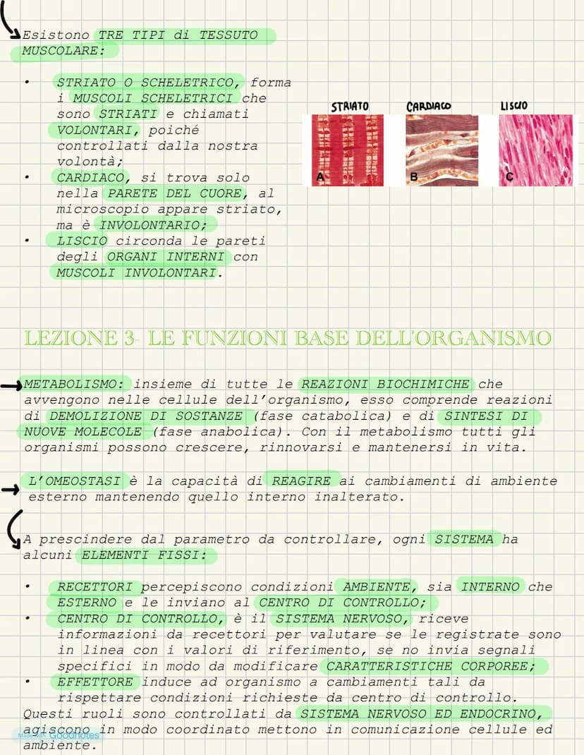 LEZIONE 1- L'ANATOMIA FORMA DEI VIVENTI
COS'È L'ANATOMIA?
L'anatomia è la scienza che studia l'interno del corpo. I primi
studi ANATOMICI po