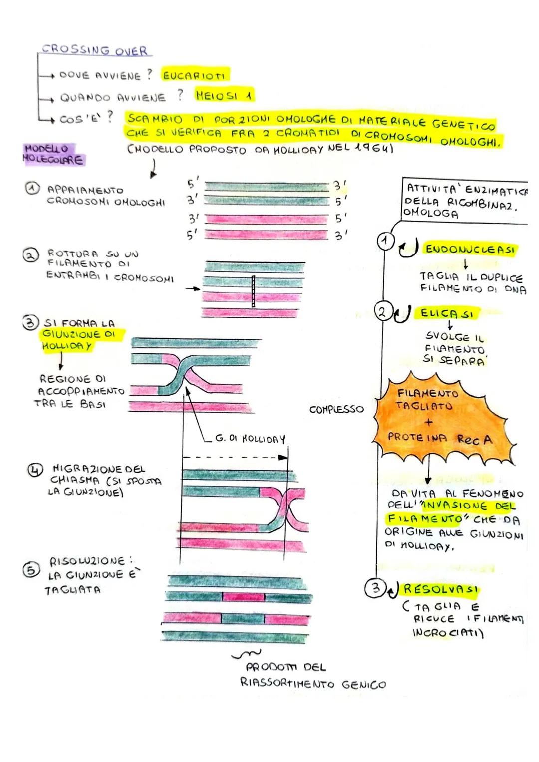 VARIABILITÀ GENETICA E MUTAZIONI
MECCANISMI DI RICOMBINAZIONE
DNA MOLECOLA MOLTO STABILE, I MECCANISMI CHE NE PRESIEDONO LA REPLICAZIONE
OPE