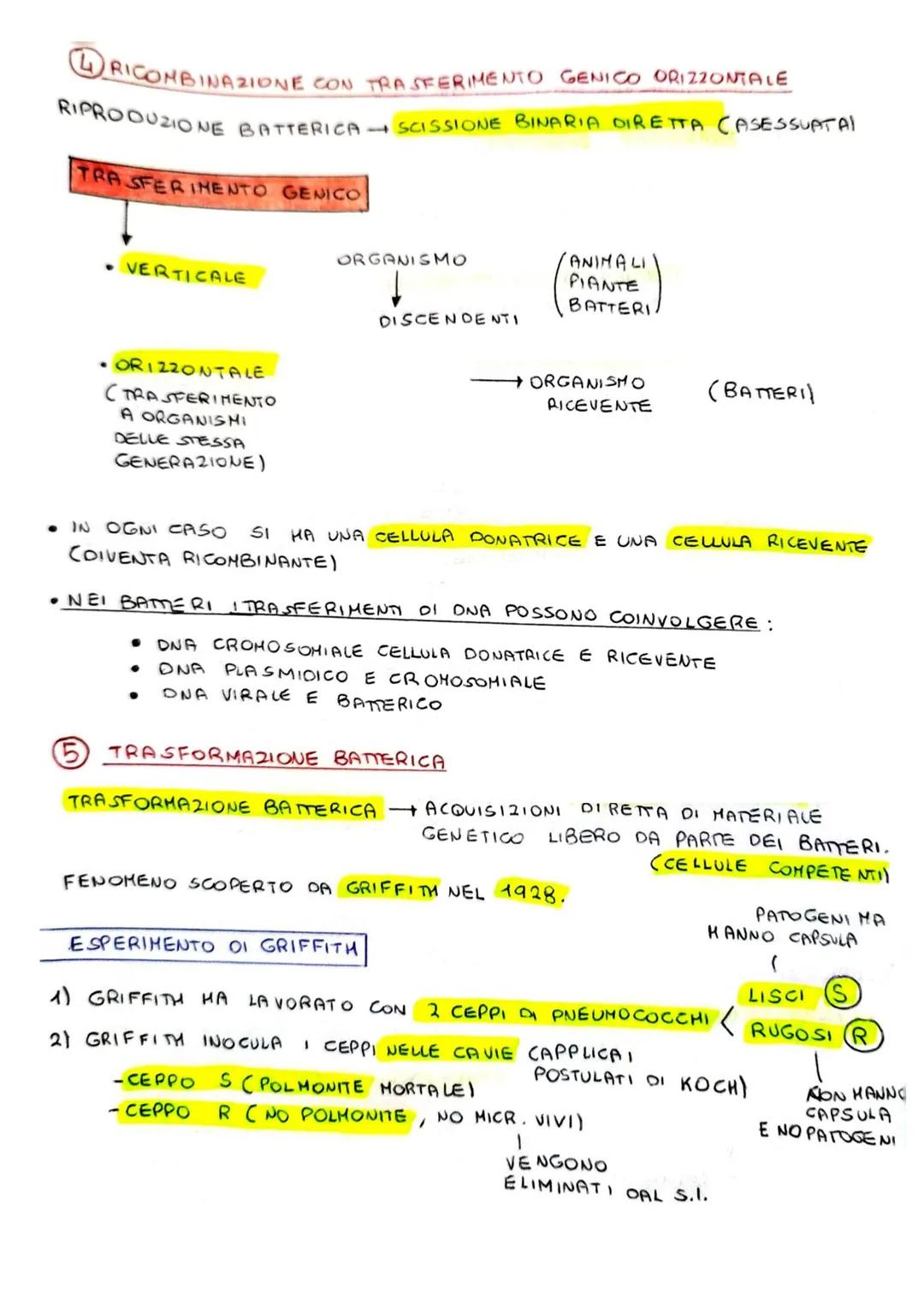 VARIABILITÀ GENETICA E MUTAZIONI
MECCANISMI DI RICOMBINAZIONE
DNA MOLECOLA MOLTO STABILE, I MECCANISMI CHE NE PRESIEDONO LA REPLICAZIONE
OPE
