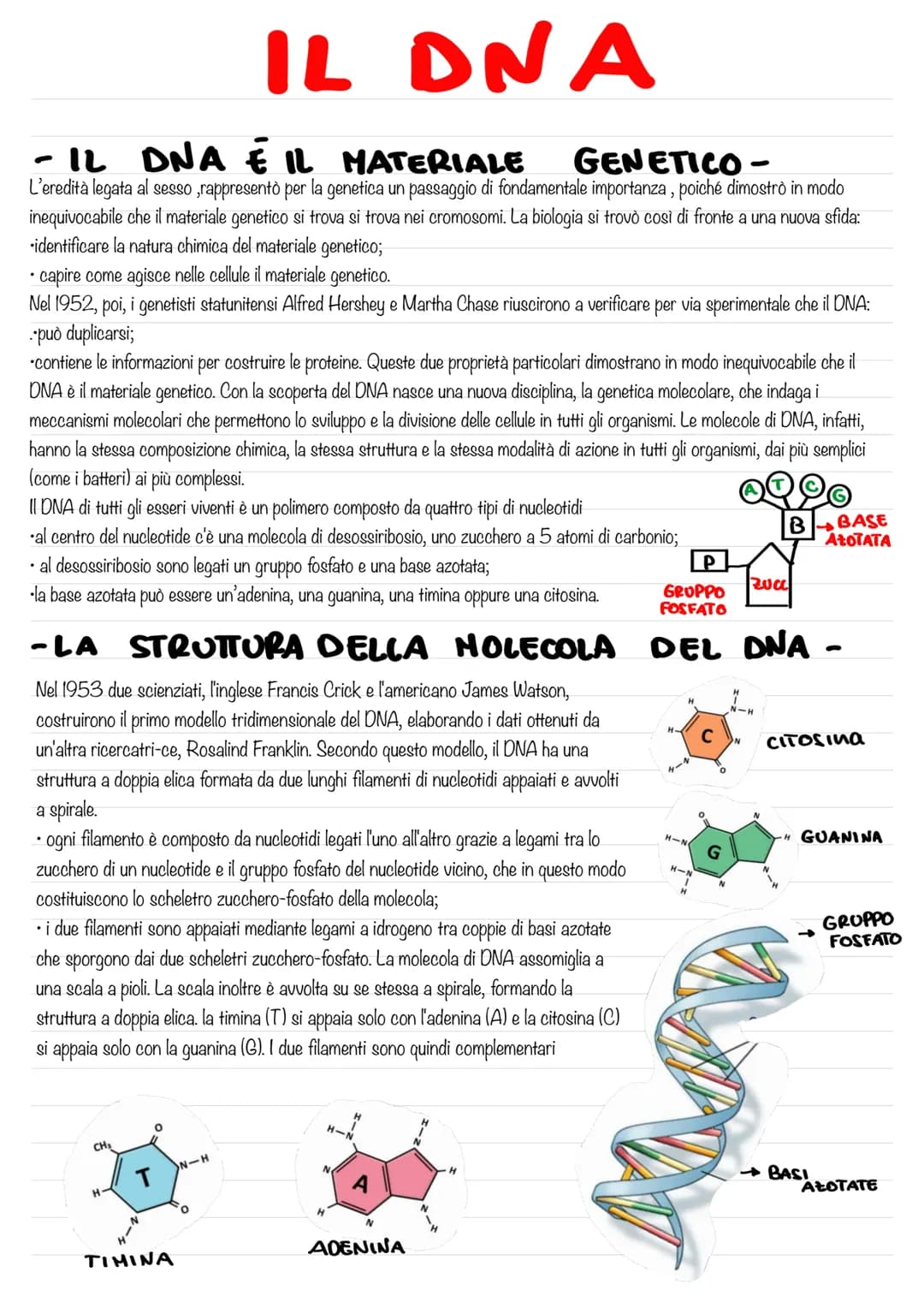 - IL DNA E IL MATERIALE
GENETICO-
L'eredità legata al sesso ,rappresentò per la genetica un passaggio di fondamentale importanza, poiché dim