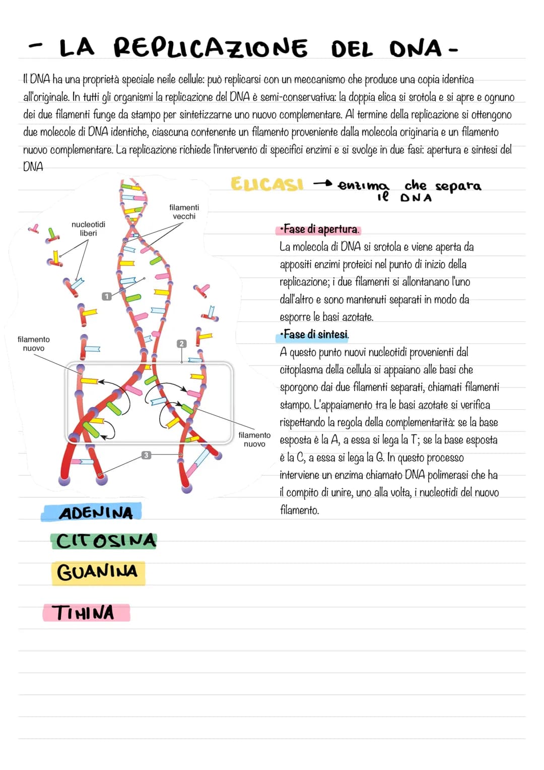 - IL DNA E IL MATERIALE
GENETICO-
L'eredità legata al sesso ,rappresentò per la genetica un passaggio di fondamentale importanza, poiché dim