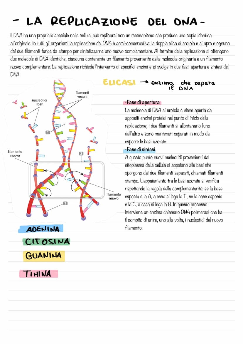 - IL DNA E IL MATERIALE
GENETICO-
L'eredità legata al sesso ,rappresentò per la genetica un passaggio di fondamentale importanza, poiché dim