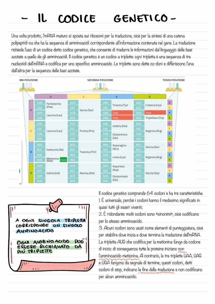 - IL DNA E IL MATERIALE
GENETICO-
L'eredità legata al sesso ,rappresentò per la genetica un passaggio di fondamentale importanza, poiché dim