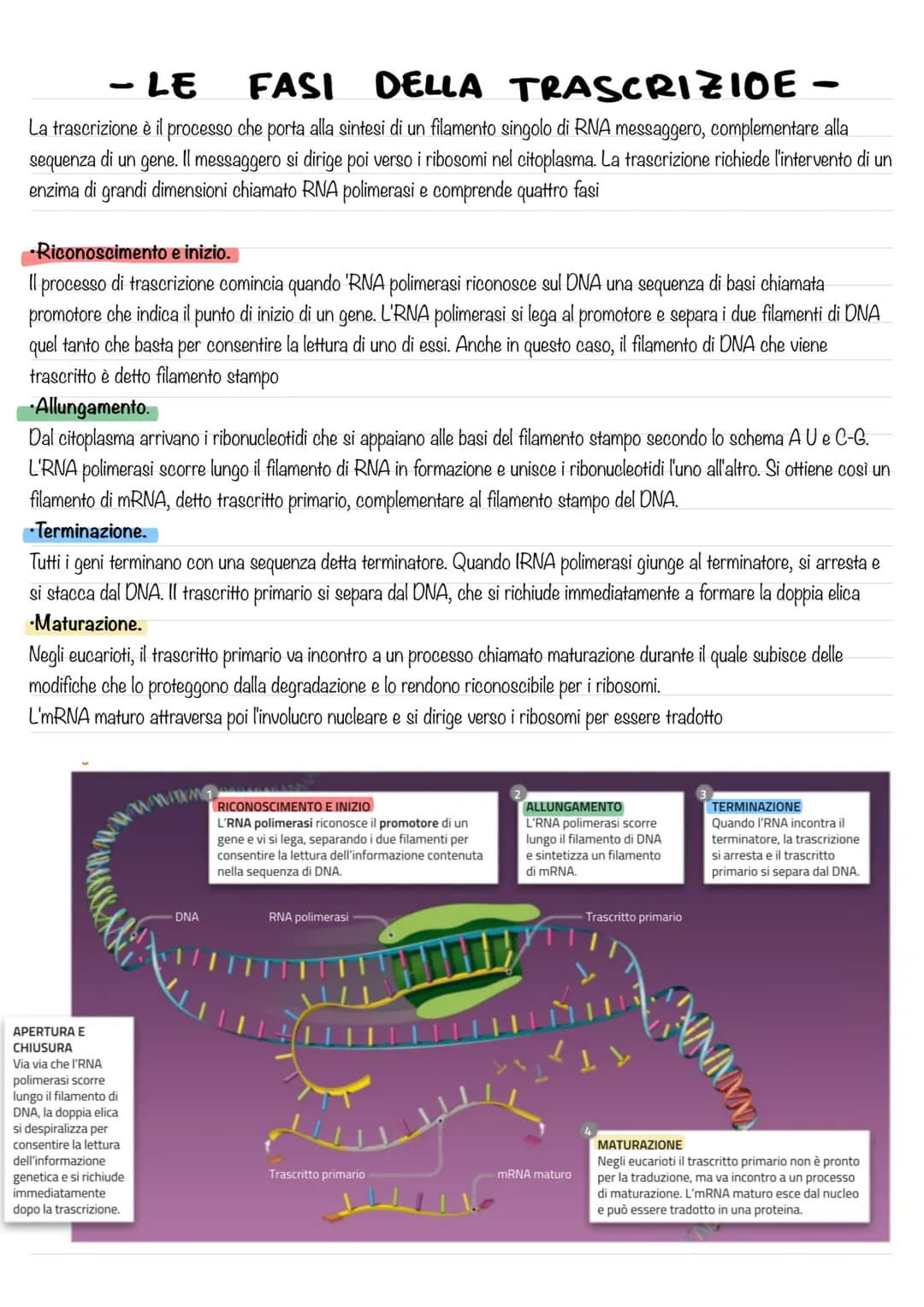 - IL DNA E IL MATERIALE
GENETICO-
L'eredità legata al sesso ,rappresentò per la genetica un passaggio di fondamentale importanza, poiché dim