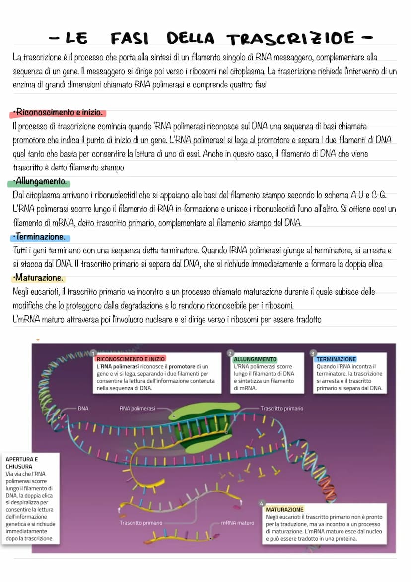 - IL DNA E IL MATERIALE
GENETICO-
L'eredità legata al sesso ,rappresentò per la genetica un passaggio di fondamentale importanza, poiché dim