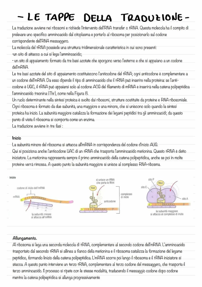 - IL DNA E IL MATERIALE
GENETICO-
L'eredità legata al sesso ,rappresentò per la genetica un passaggio di fondamentale importanza, poiché dim