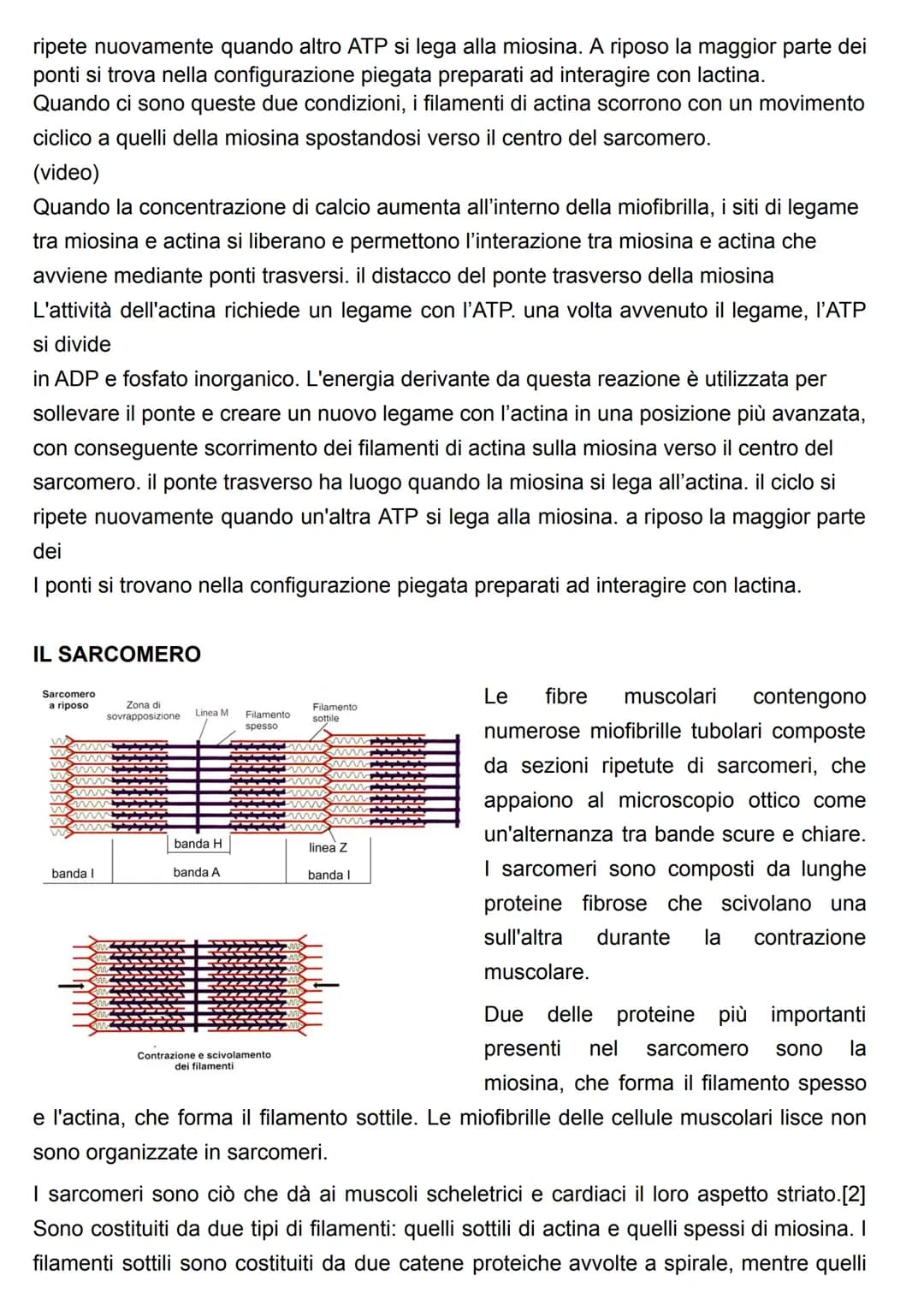 FUNZIONE DEL SISTEMA MUSCOLARE
attraverso l'azione caratteristica di questo sistema(la contrazione), il risultato più
evidente è il MOVIMENT