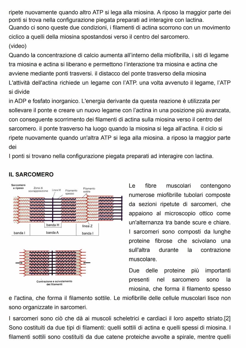 FUNZIONE DEL SISTEMA MUSCOLARE
attraverso l'azione caratteristica di questo sistema(la contrazione), il risultato più
evidente è il MOVIMENT