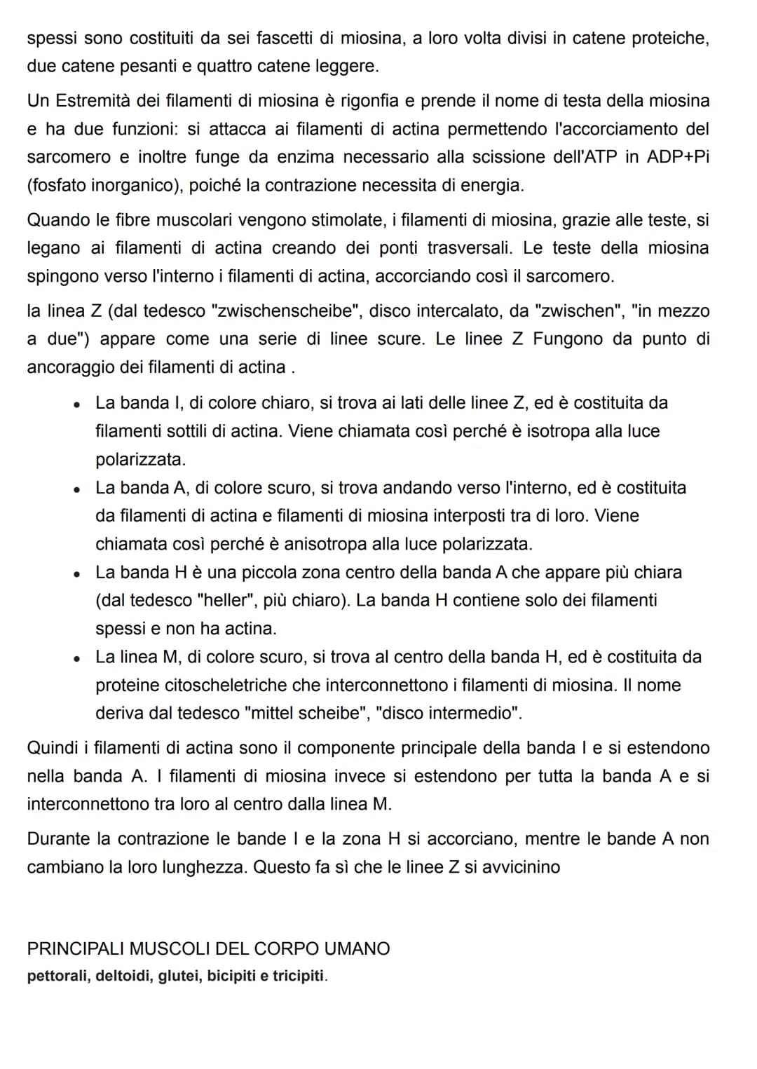 FUNZIONE DEL SISTEMA MUSCOLARE
attraverso l'azione caratteristica di questo sistema(la contrazione), il risultato più
evidente è il MOVIMENT