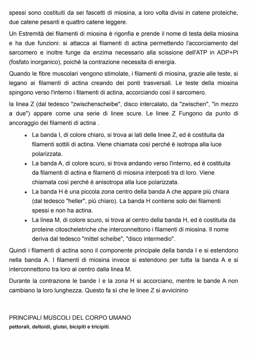 FUNZIONE DEL SISTEMA MUSCOLARE
attraverso l'azione caratteristica di questo sistema(la contrazione), il risultato più
evidente è il MOVIMENT