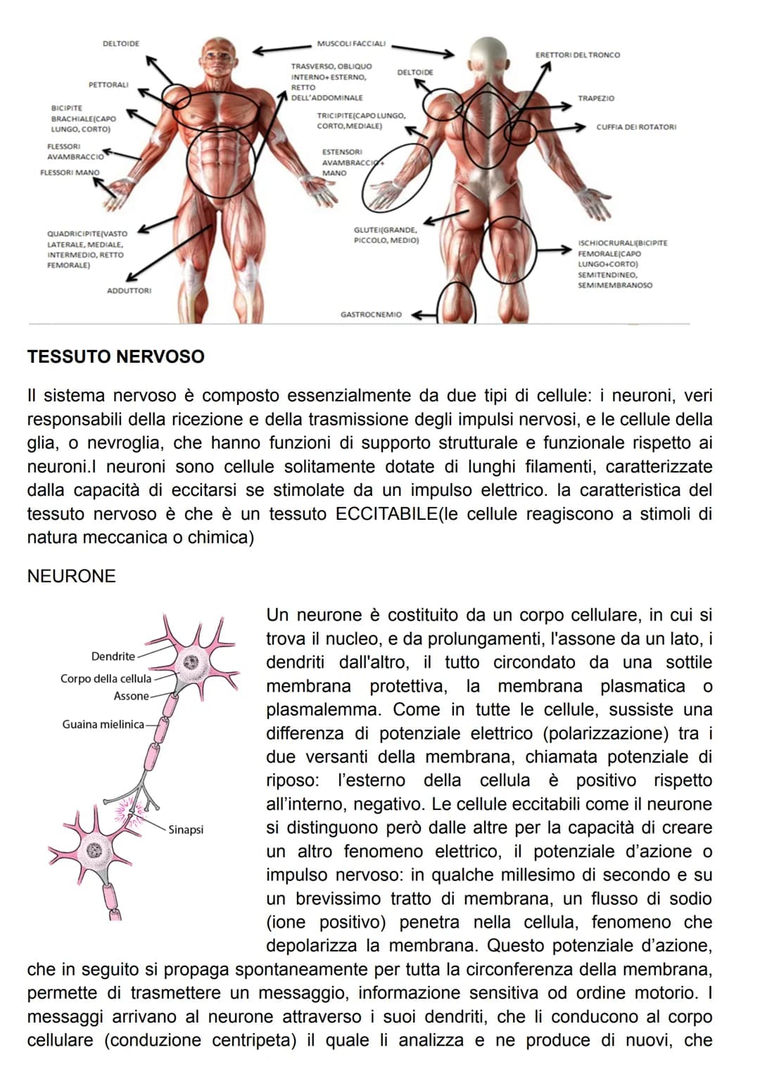 FUNZIONE DEL SISTEMA MUSCOLARE
attraverso l'azione caratteristica di questo sistema(la contrazione), il risultato più
evidente è il MOVIMENT