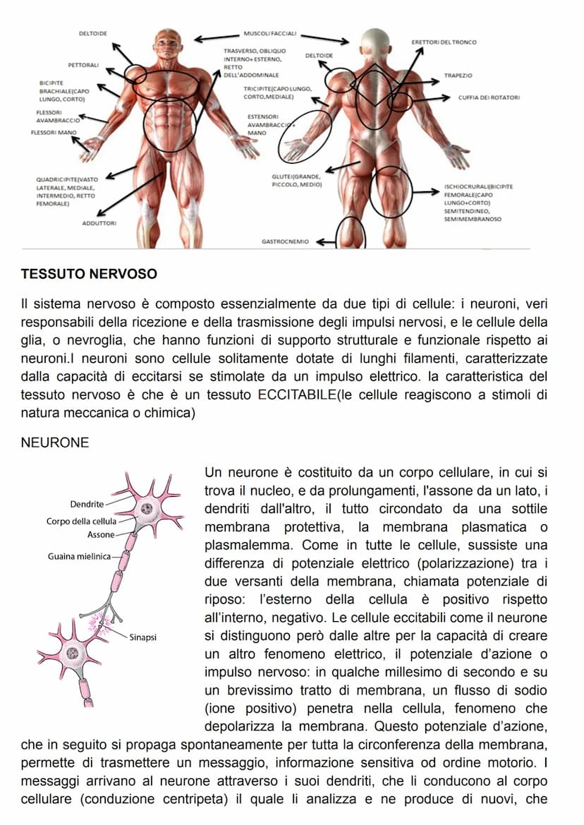 FUNZIONE DEL SISTEMA MUSCOLARE
attraverso l'azione caratteristica di questo sistema(la contrazione), il risultato più
evidente è il MOVIMENT