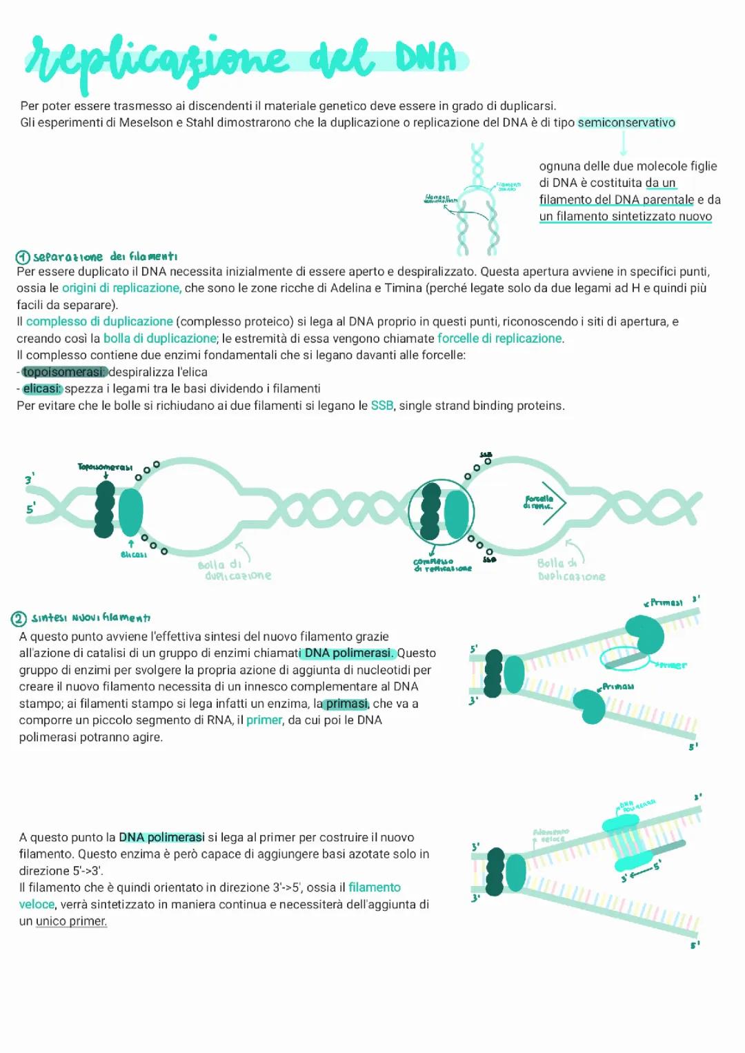Acidi Nucleici - Replicazione del DNA - trascrizione e traduzione