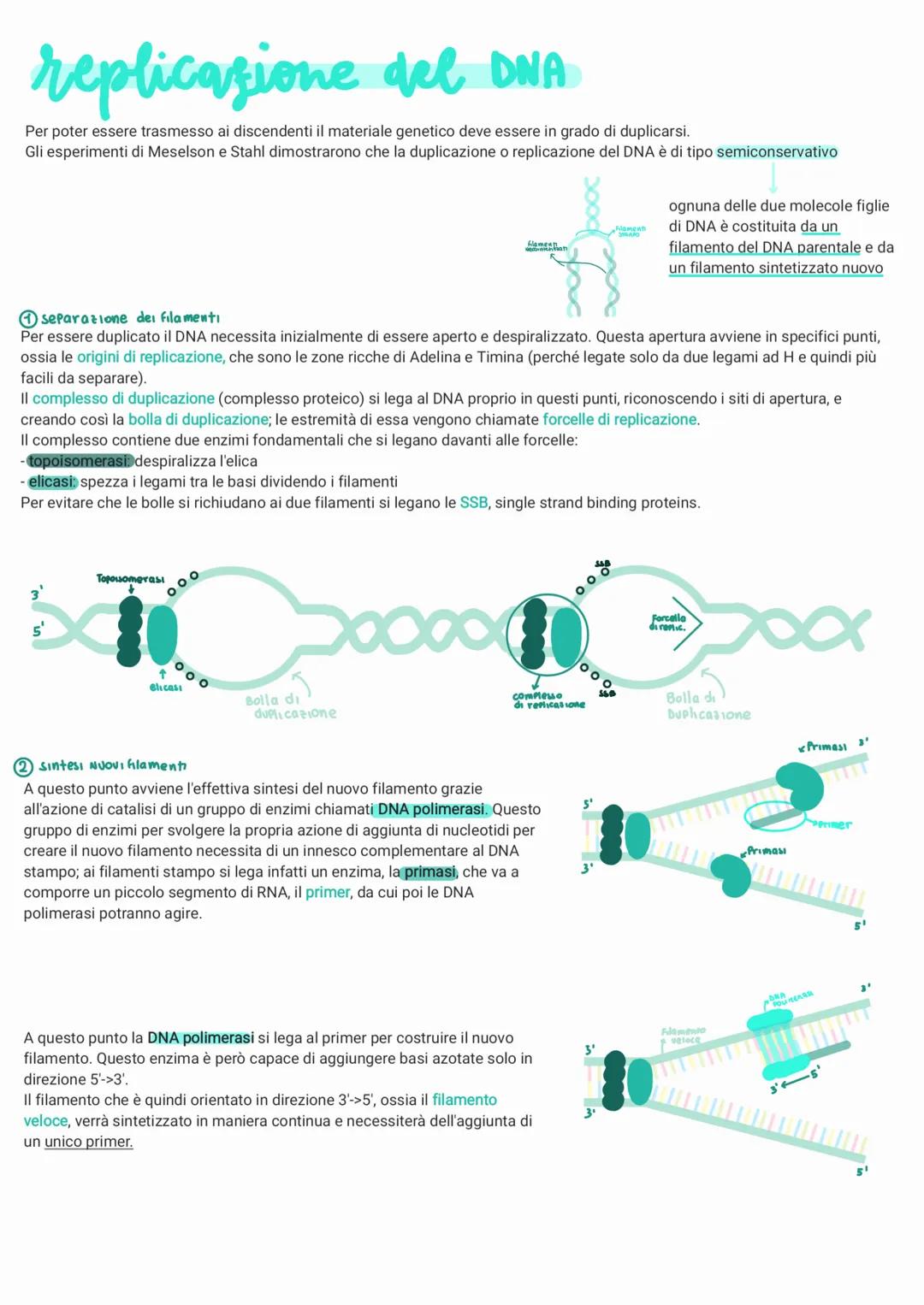 replicazione del DNA
Per poter essere trasmesso ai discendenti il materiale genetico deve essere in grado di duplicarsi.
Gli esperimenti di 