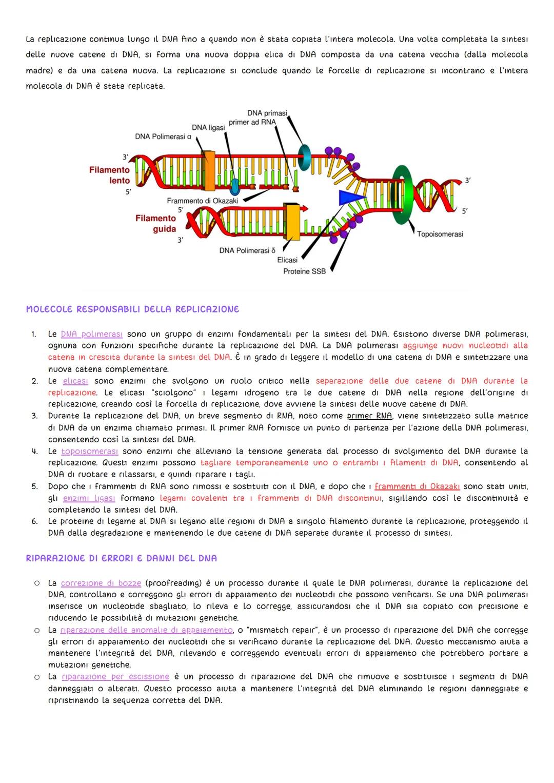 GLI ESPERIMENTI
DNA
• Griffith (1928): L'oggetto di studio fu il batterio Pneumococco, uno degli agenti patogeni della polmonite. Griffith s