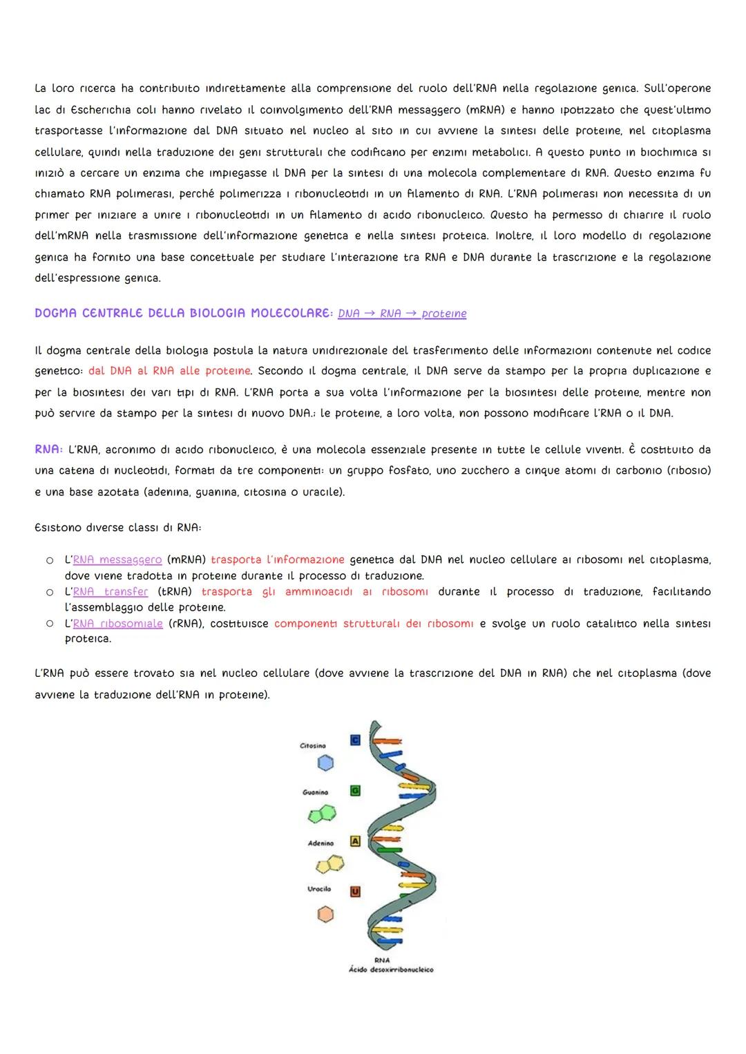 GLI ESPERIMENTI
DNA
• Griffith (1928): L'oggetto di studio fu il batterio Pneumococco, uno degli agenti patogeni della polmonite. Griffith s