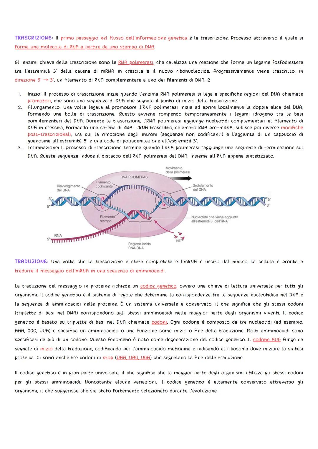 GLI ESPERIMENTI
DNA
• Griffith (1928): L'oggetto di studio fu il batterio Pneumococco, uno degli agenti patogeni della polmonite. Griffith s