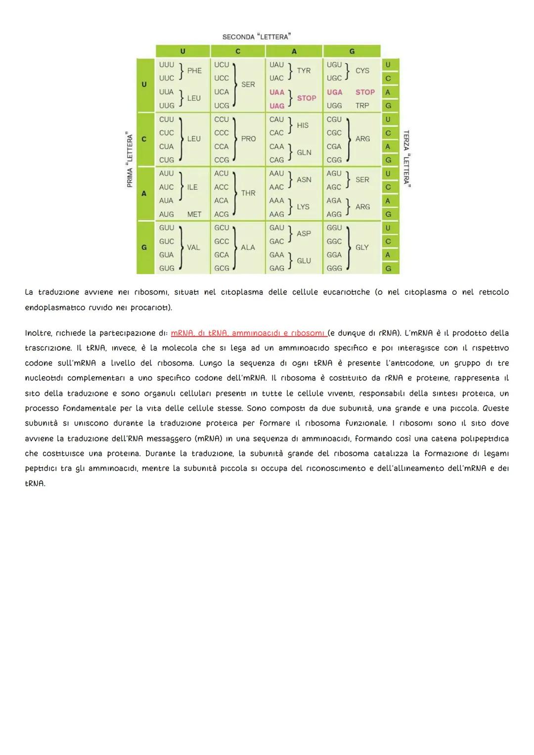 GLI ESPERIMENTI
DNA
• Griffith (1928): L'oggetto di studio fu il batterio Pneumococco, uno degli agenti patogeni della polmonite. Griffith s