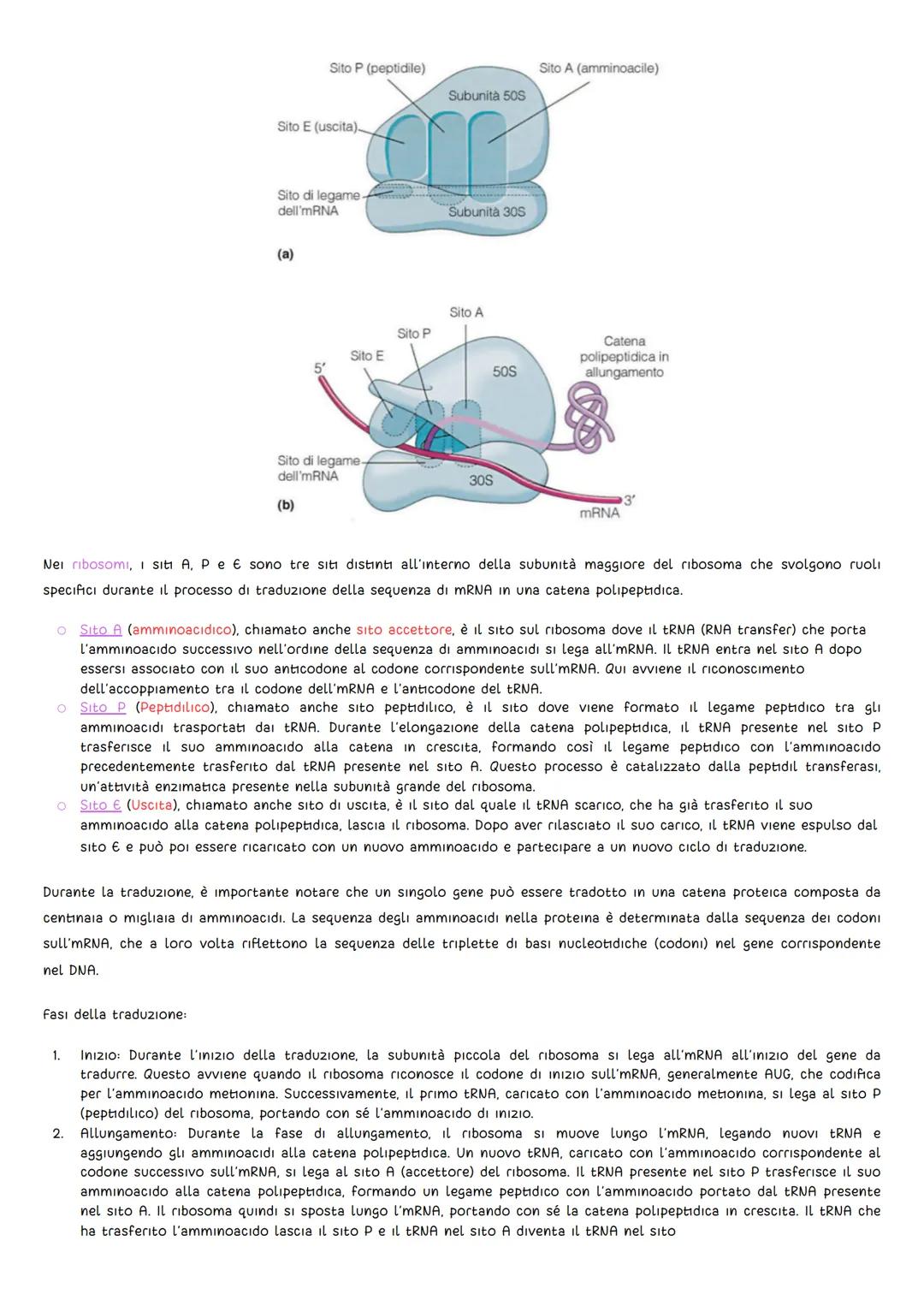 GLI ESPERIMENTI
DNA
• Griffith (1928): L'oggetto di studio fu il batterio Pneumococco, uno degli agenti patogeni della polmonite. Griffith s