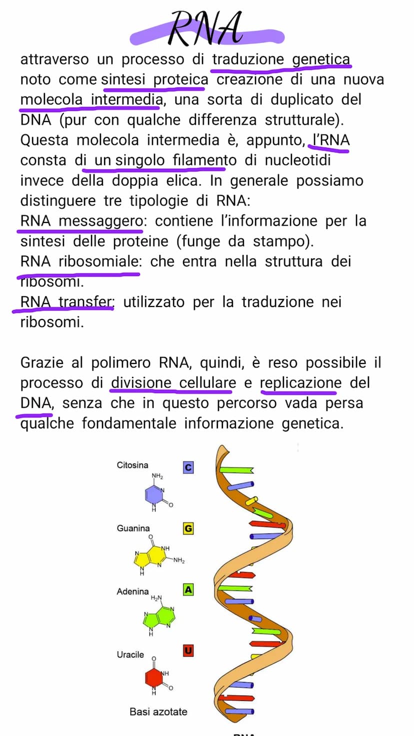V il DNA e il materiale genetico
Il DNA e l'RNA sono acidi nucleici costituiti da
lunghe catene (polimeri) e di unità chimiche
(monomeri)
Il
