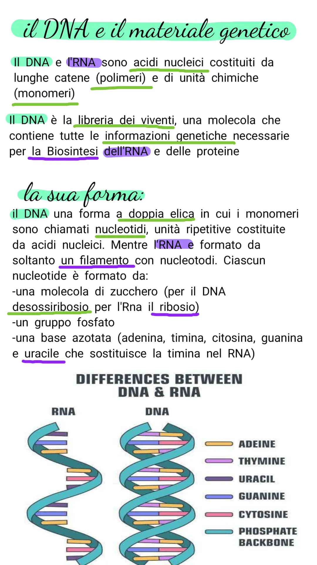 V il DNA e il materiale genetico
Il DNA e l'RNA sono acidi nucleici costituiti da
lunghe catene (polimeri) e di unità chimiche
(monomeri)
Il
