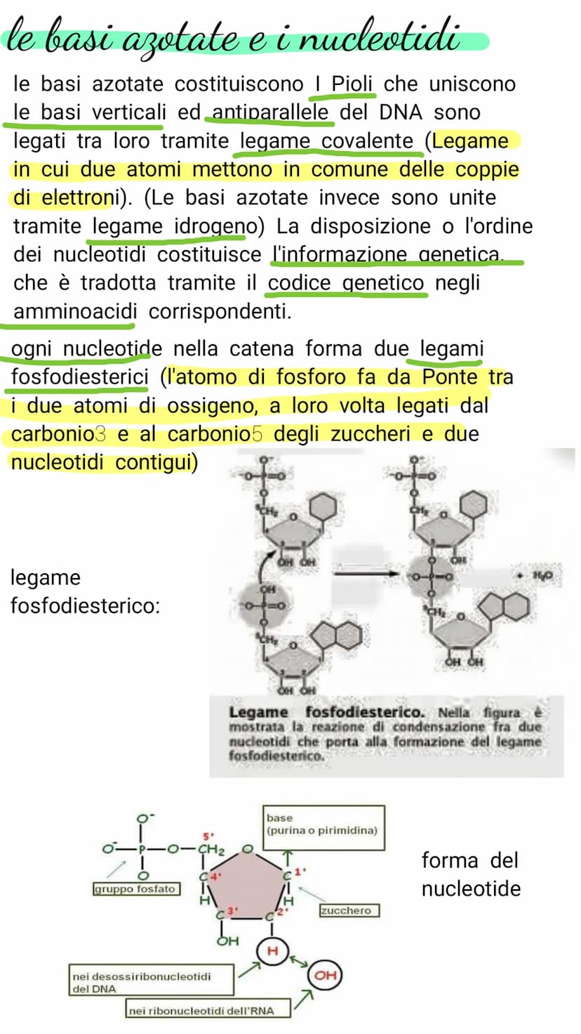 V il DNA e il materiale genetico
Il DNA e l'RNA sono acidi nucleici costituiti da
lunghe catene (polimeri) e di unità chimiche
(monomeri)
Il