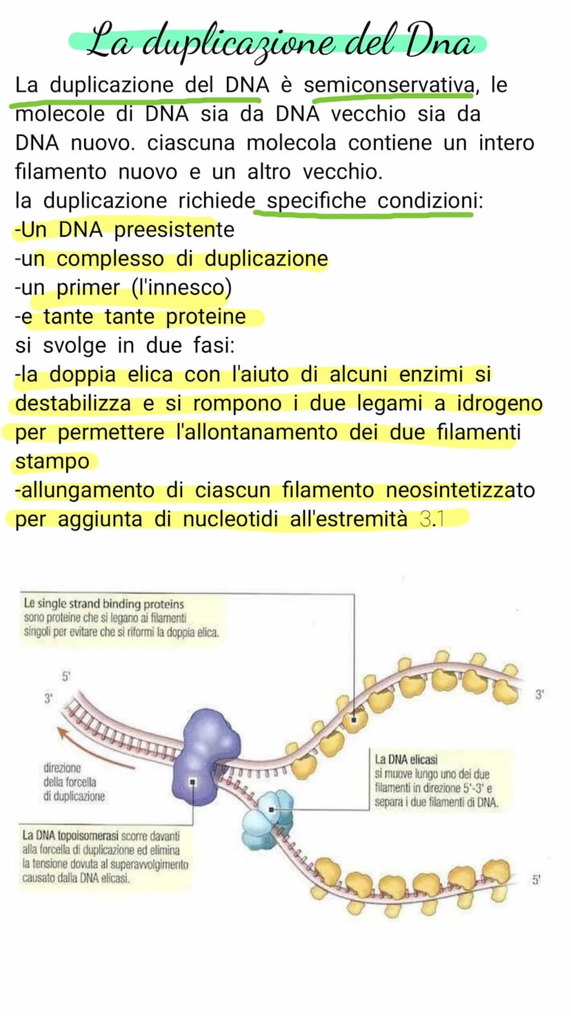V il DNA e il materiale genetico
Il DNA e l'RNA sono acidi nucleici costituiti da
lunghe catene (polimeri) e di unità chimiche
(monomeri)
Il