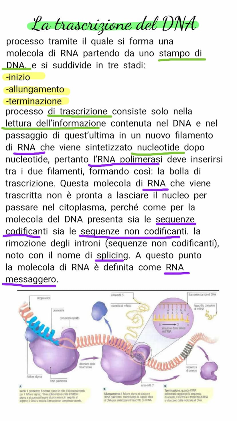 V il DNA e il materiale genetico
Il DNA e l'RNA sono acidi nucleici costituiti da
lunghe catene (polimeri) e di unità chimiche
(monomeri)
Il