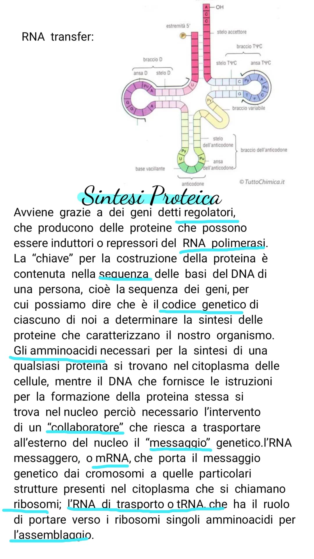V il DNA e il materiale genetico
Il DNA e l'RNA sono acidi nucleici costituiti da
lunghe catene (polimeri) e di unità chimiche
(monomeri)
Il