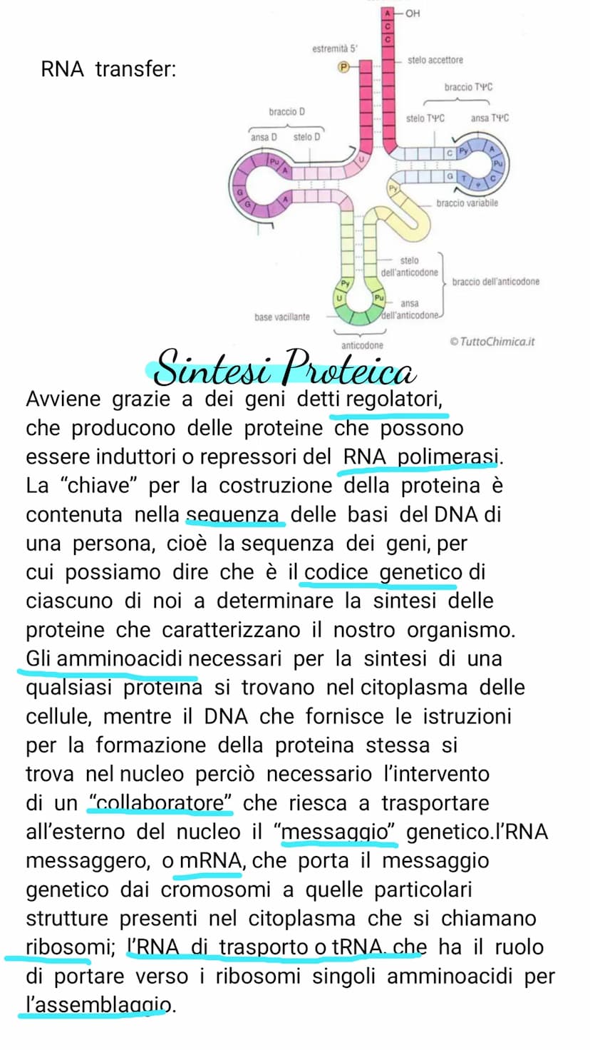 V il DNA e il materiale genetico
Il DNA e l'RNA sono acidi nucleici costituiti da
lunghe catene (polimeri) e di unità chimiche
(monomeri)
Il