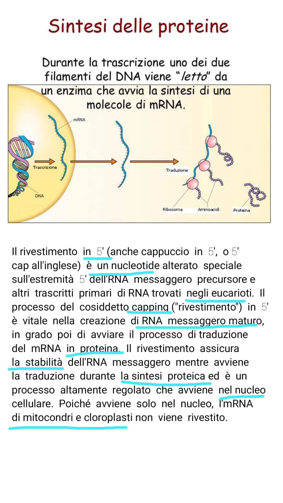 V il DNA e il materiale genetico
Il DNA e l'RNA sono acidi nucleici costituiti da
lunghe catene (polimeri) e di unità chimiche
(monomeri)
Il