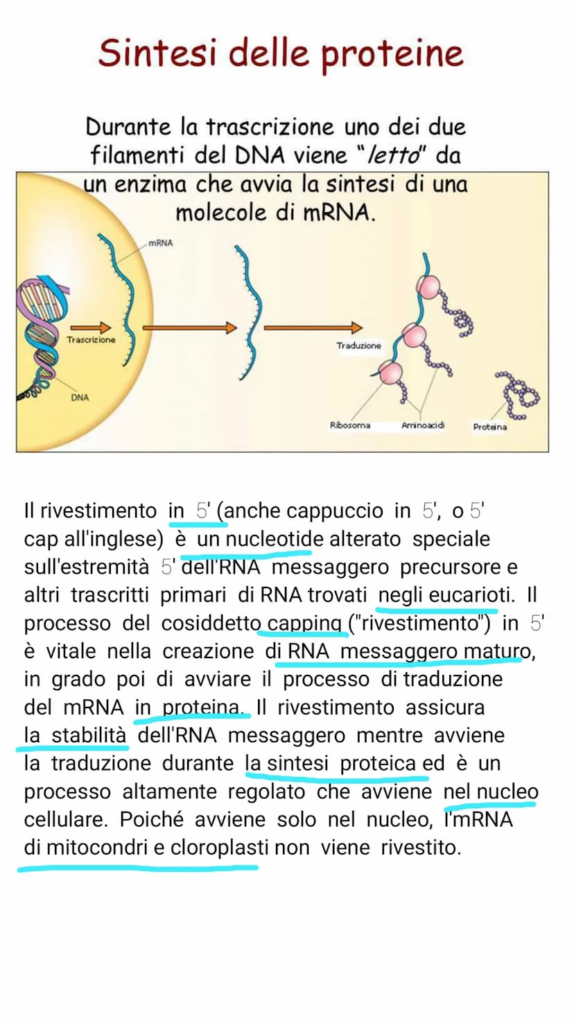 V il DNA e il materiale genetico
Il DNA e l'RNA sono acidi nucleici costituiti da
lunghe catene (polimeri) e di unità chimiche
(monomeri)
Il